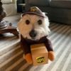 beandog101